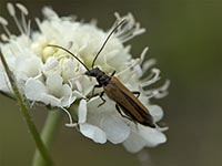 Gemeiner Schmalbock